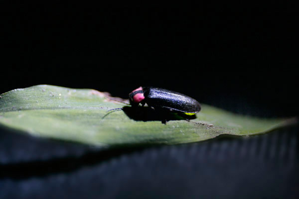 �w�C�P�{�^��