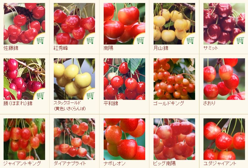 黄金のさくらんぼ 黄金のさくらんぼ 黄色いさくらんぼ「月山錦プレミアム(24粒)」 7月