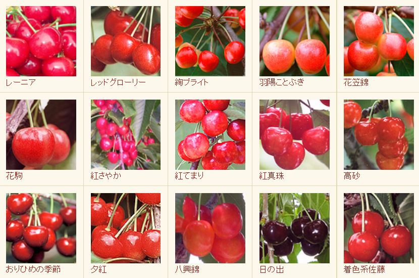 ≪さくらんぼ狩りのみ≫ 幻の大きな黄色いさくらんぼ『さくらんぼの