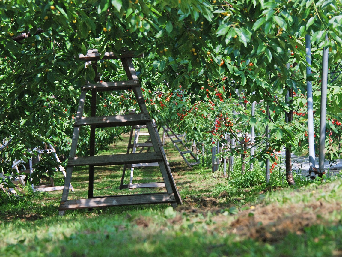 ≪さくらんぼ狩り 一般の畑コース≫:雨の日でも楽しい!時間無制限!食べ放題!!