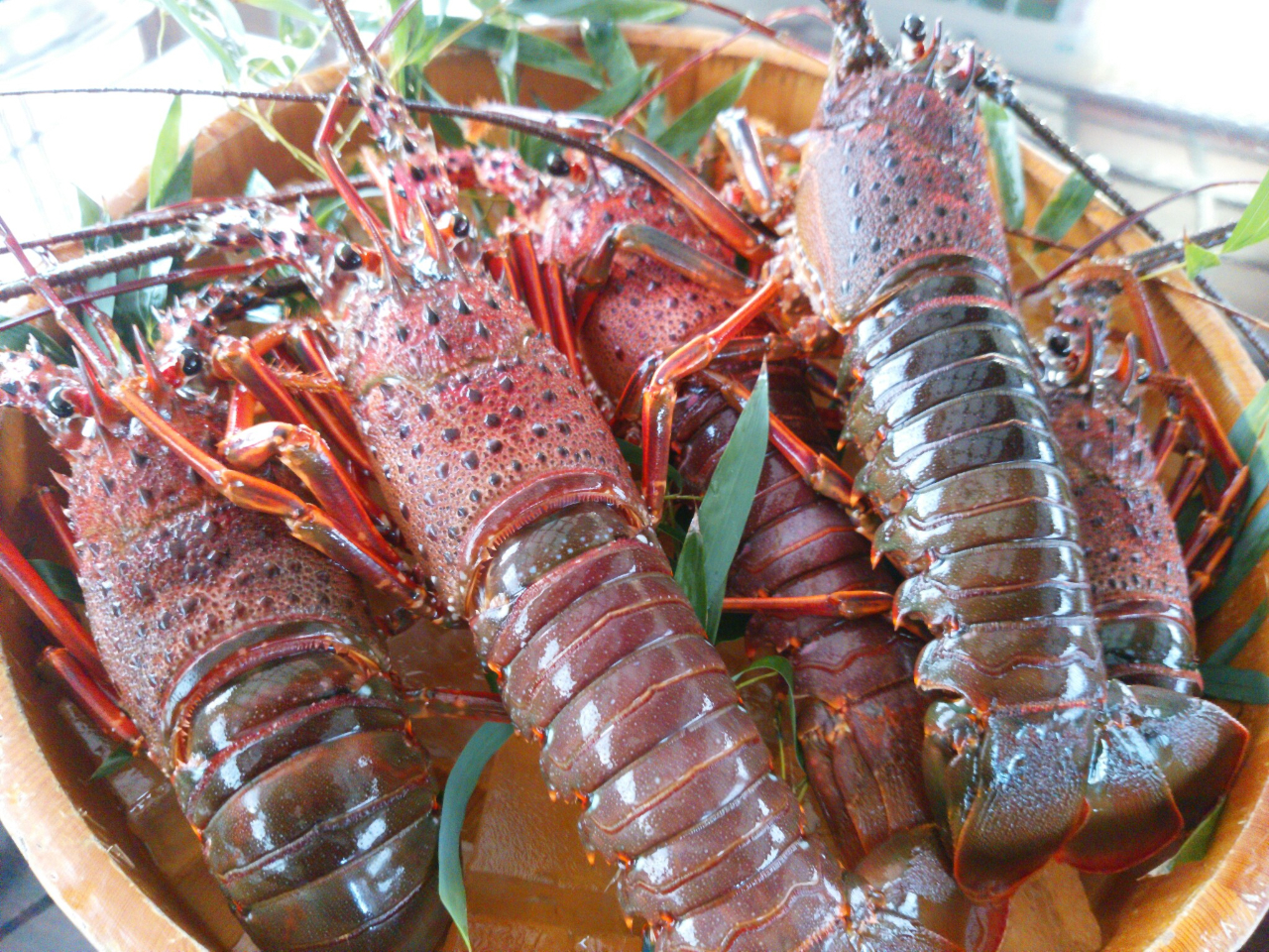 獲れたて新鮮、伊勢エビ。