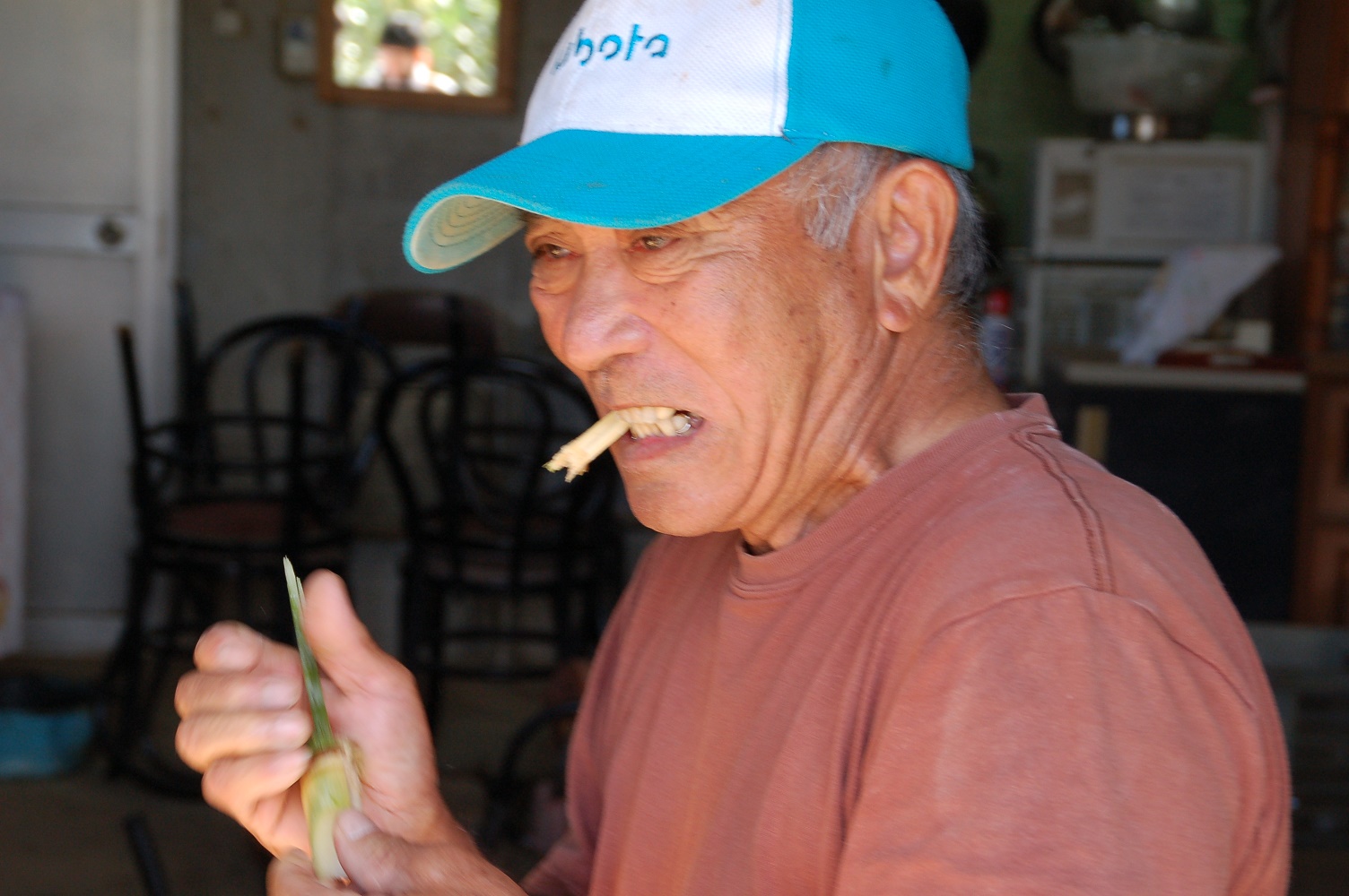 糸切り歯で上手に噛み取れるかな?