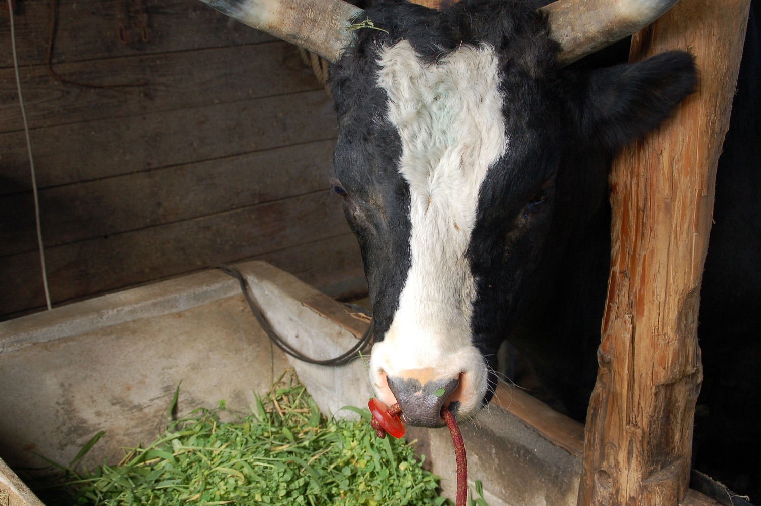 間近で見る闘牛に圧倒!!