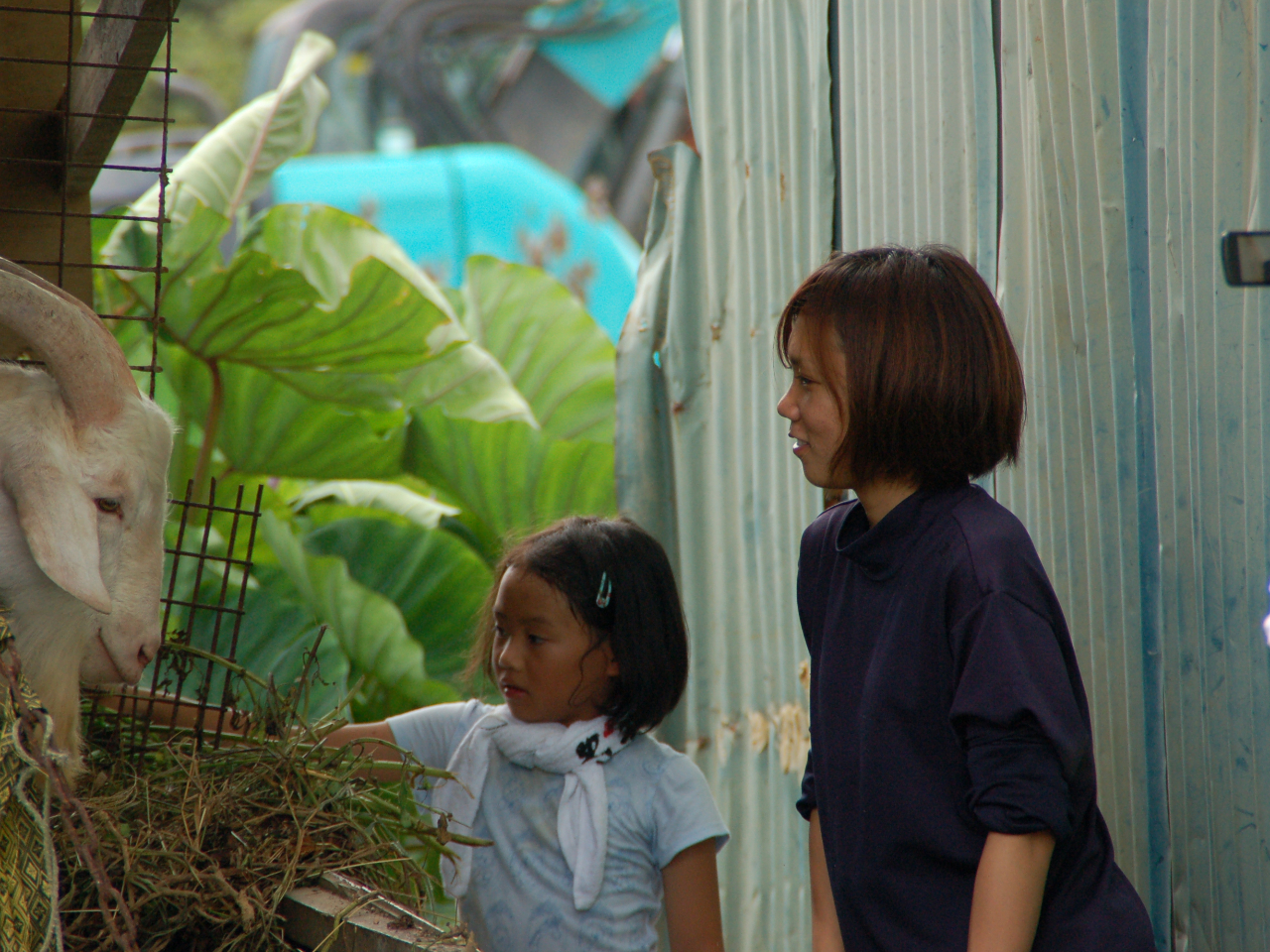 ヤギの餌やり体験はお子様にも大人気!