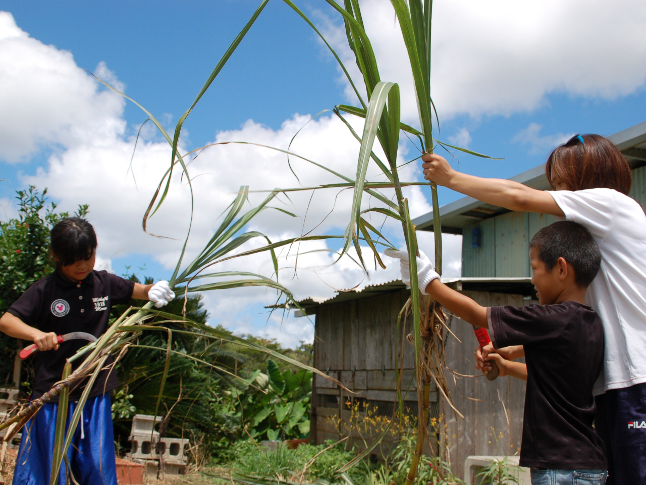 上手に鎌が使えるかな?