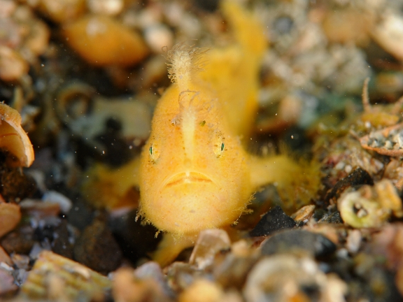 _Co[ɑlC̃JGAREɂ\I