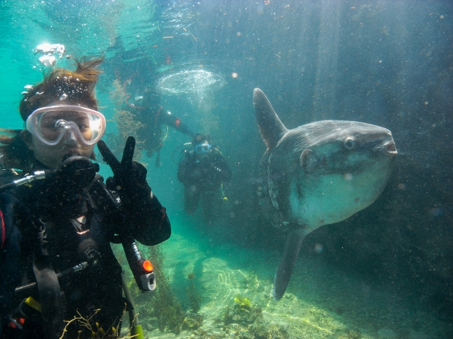 冬季はマンボウと一緒に泳げるかも!