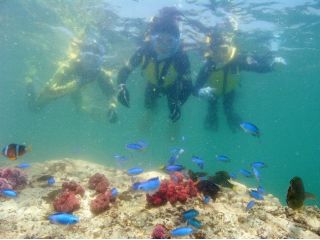 カラフルな熱帯魚やサンゴがすぐ目前に♪