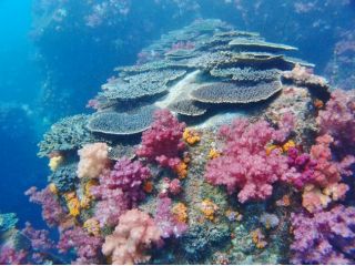 島浦島周辺はカラフルなサンゴや熱帯魚がいっぱい♪