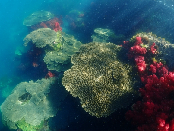 POOނ̃n[hR[ƃJtȃ\tgR[ɉ