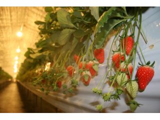 夜のいちご狩り園での風景です。