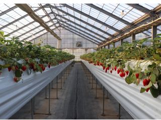 夕方のいちご狩り園での風景です。4月上旬の18時ごろの園内です。