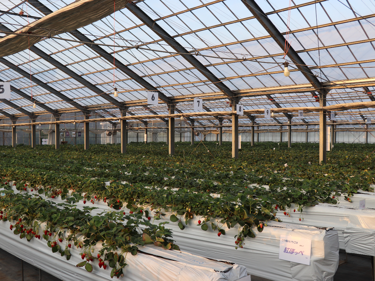 �S����{�̗[���̂P�W���O����ł��B�܂����邢�ł��B�P�W���R�O���ɂ͐^���ÂɂȂ�܂��B