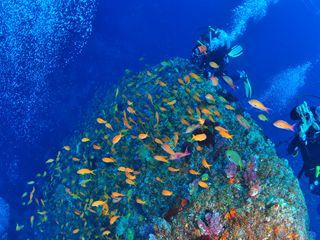 伊豆七島 神津島でファンダイビング ボートエントリー アクアメイトダイビングクラブ じゃらん遊び体験 伊豆七島 神津島でファンダイビング ボートエントリー アクアメイトダイビングクラブ じゃらん遊び体験