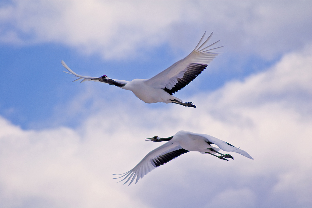 タンチョウ観察エコツアー Winterスケジュール