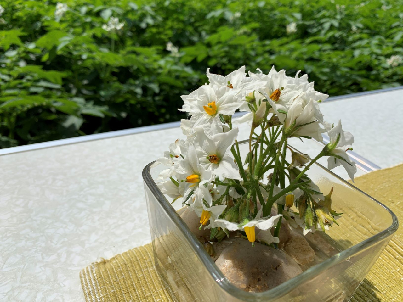 ���Ⴊ�����̉Ԃ͉��Ȕ�����