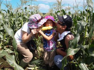 とうきび畑にあそびにいこう!