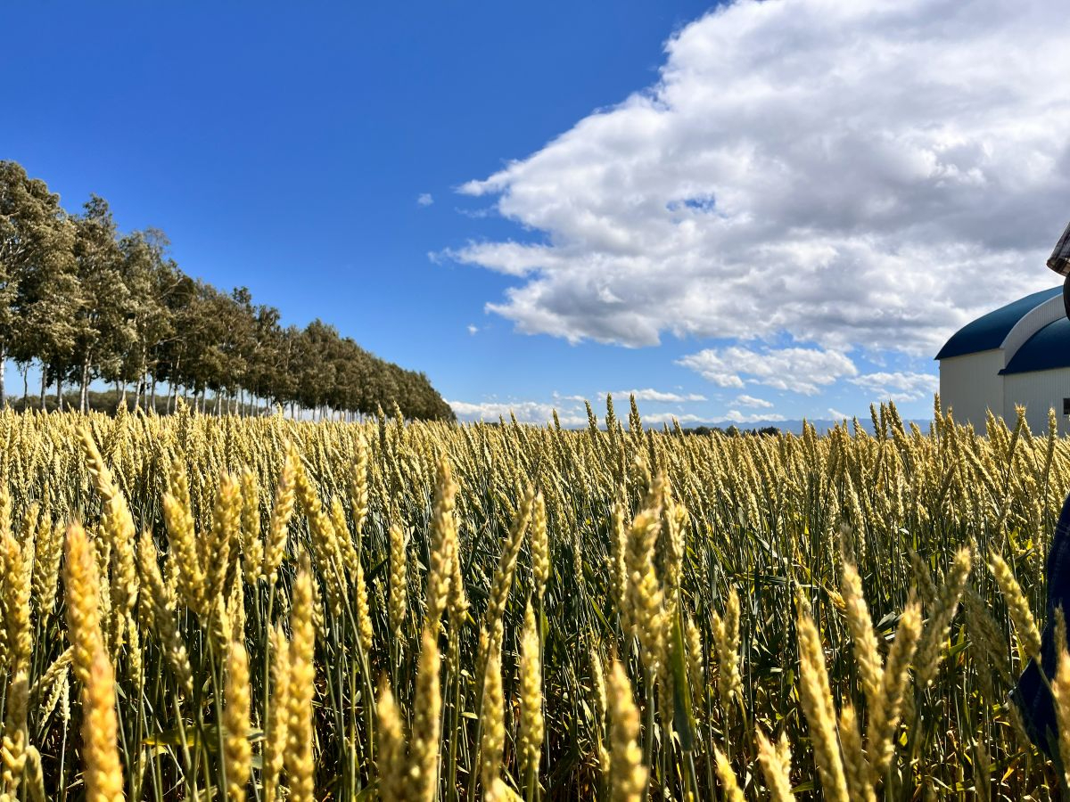 �����F�̏�������