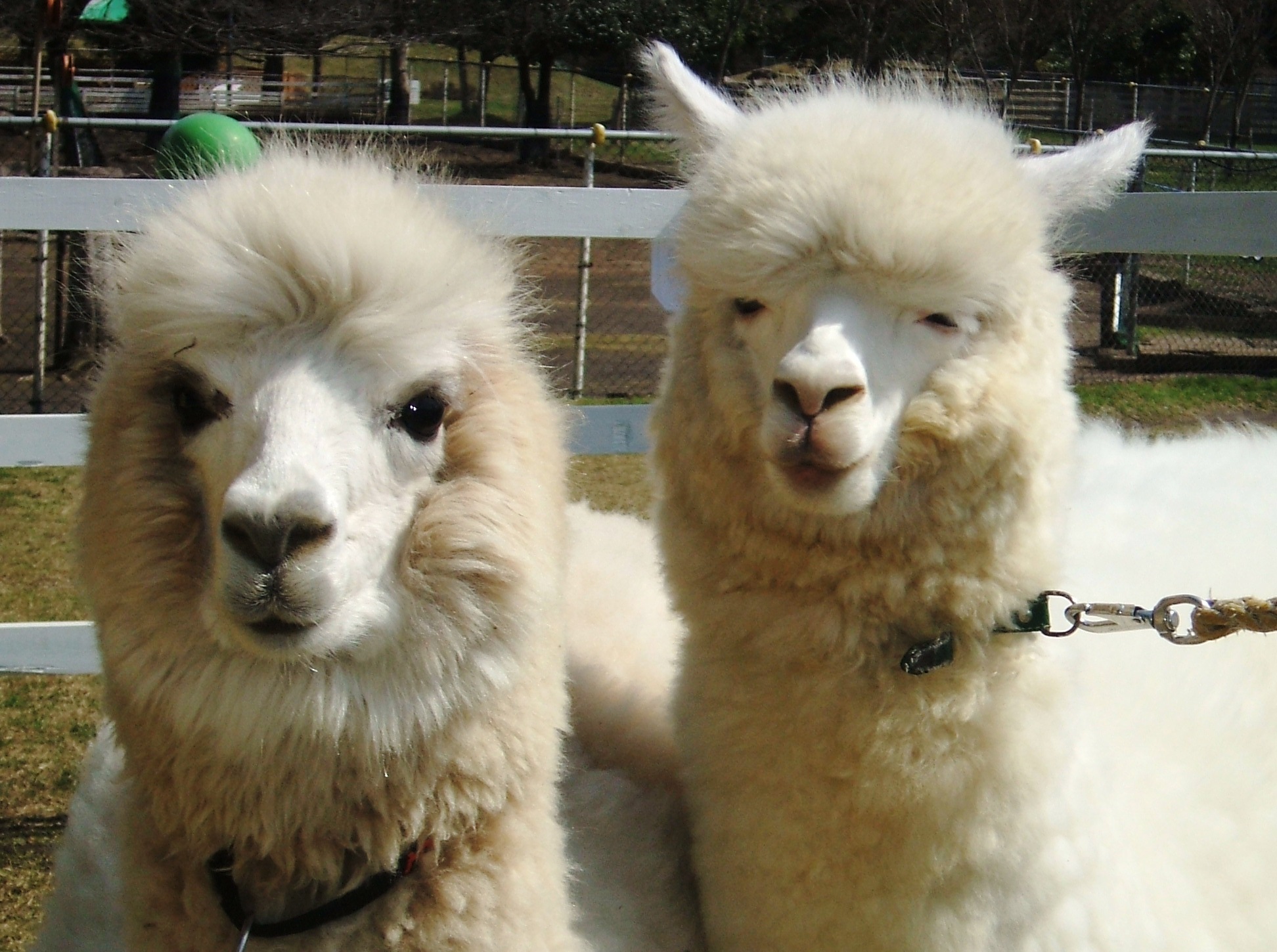 ●アルパカのお散歩アンデスの妖精「アルパカ」のお散歩タイムに遭遇できます!アルパカの帽子をかぶって記念撮影もできますよ♪ふわふわのアルパカと触れ合いましょう