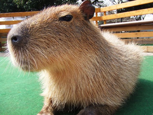 ●カピバラ広場2匹のカピバラさんが皆さんをお待ちしています!1日に4回行われる「ふれあいタイム」では中に入ってふれあったり、エサやり体験を楽しめます
