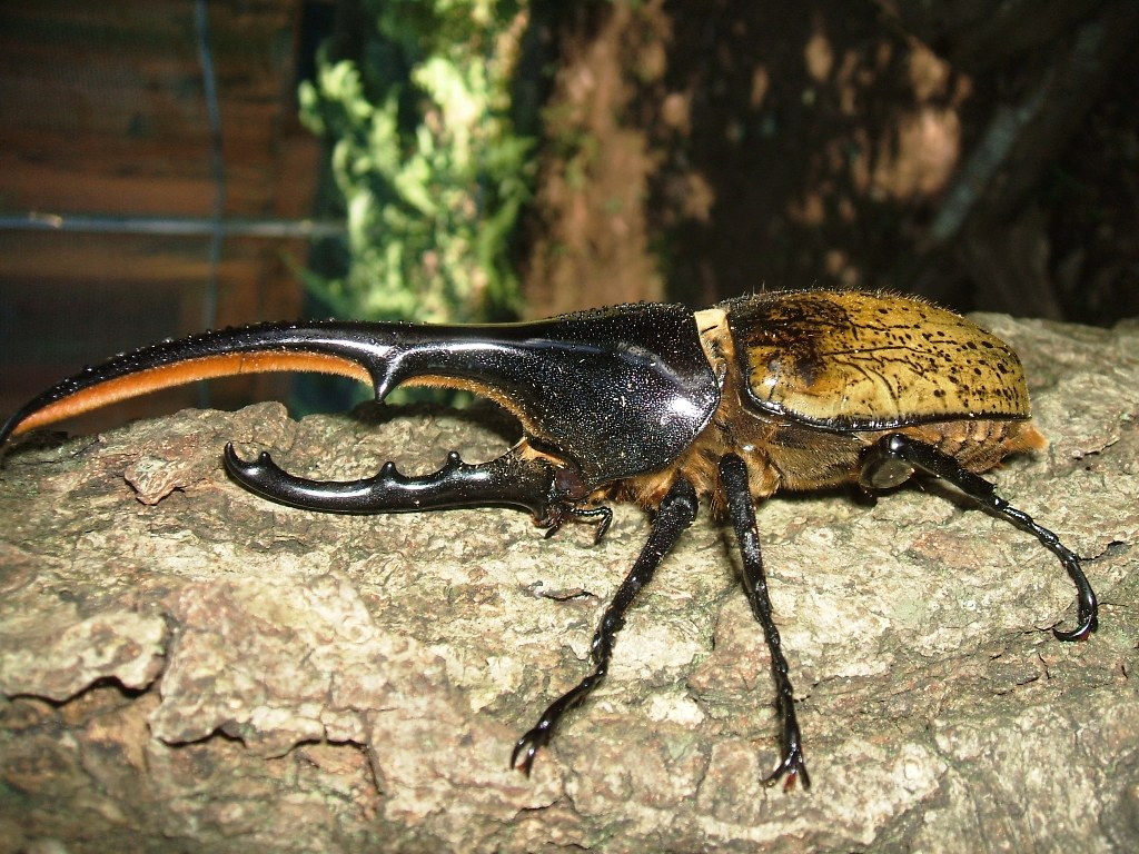 Ăɂ͊ԌłӂꂠJugVĂIYJugV̂ӂꂠAE̒JugVANK^Vɂ`