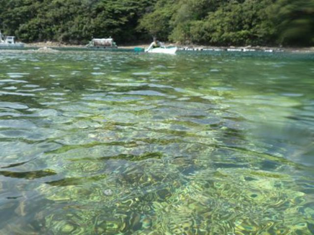 30数種類もある対馬のサンゴ群は、世界最北端だそうです!