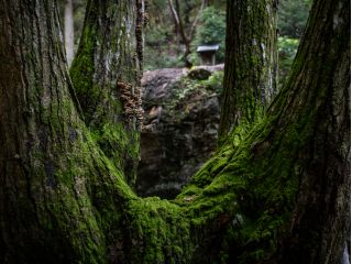 美しい白瀧の森の中を滝に向かってあるきていきます。