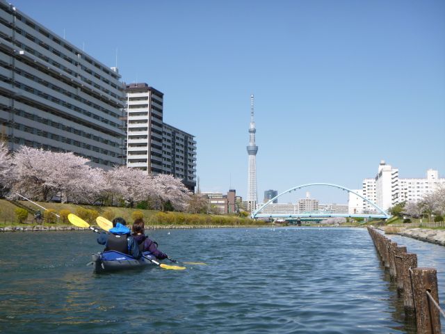 桜とスカイツリーの絶景!