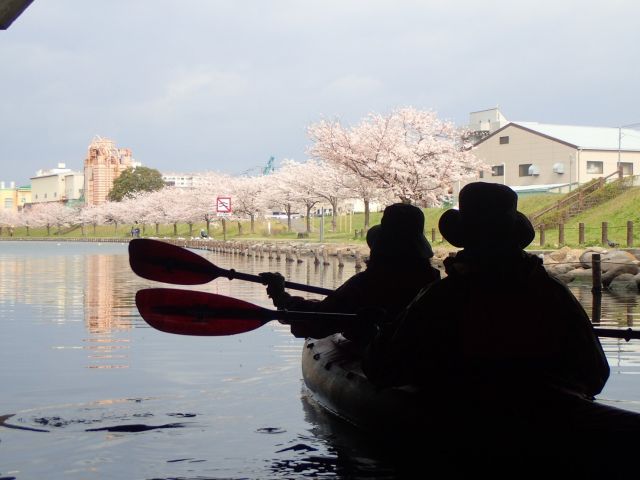 河川から見る桜は格別です。