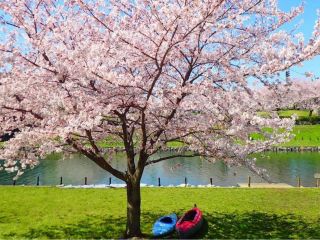 河川敷は桜が綺麗です。
