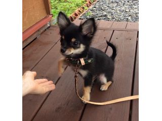 レザーワーク体験 わんちゃん首輪 小型犬用 革と珈琲 Fanfun じゃらん遊び体験