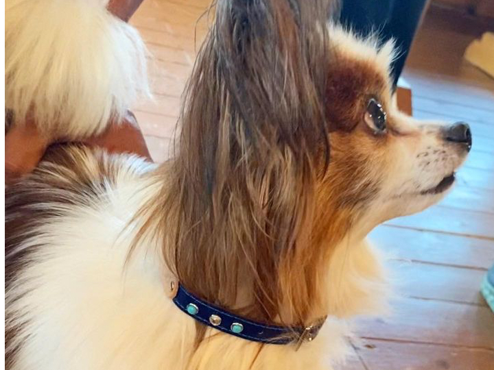 レザーワーク わんちゃん首輪 <小型犬用>