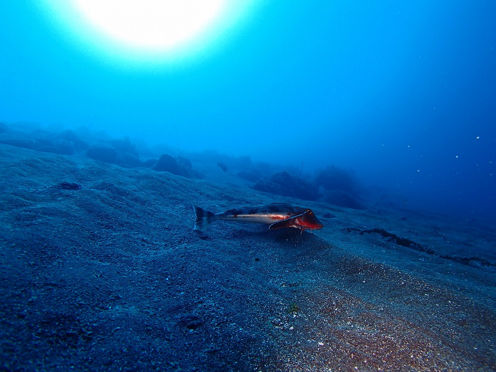 �ǂ��܂ł��L���ɂ��C