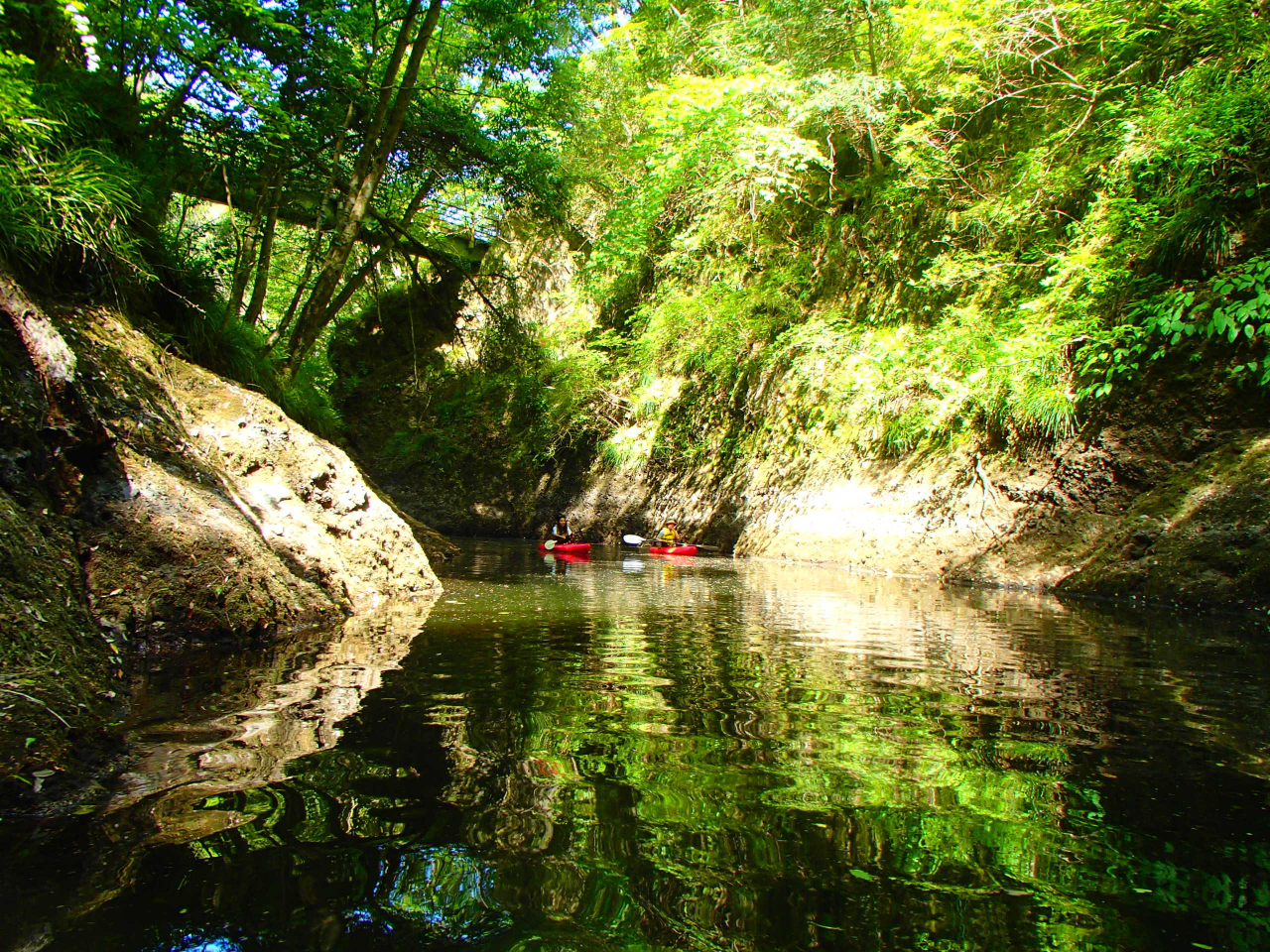 苔の同門、空気感が違います。