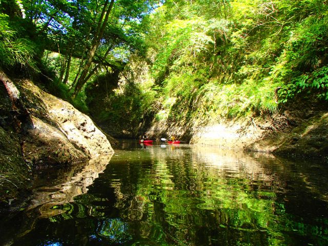 苔の同門、空気感が違います。