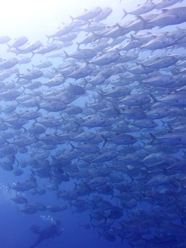 onhmsɍsƃMKAW̑Qɉ܂II