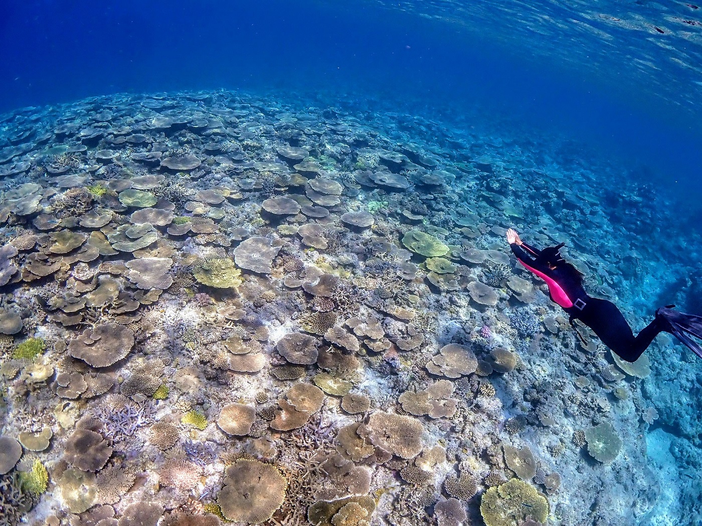 �L���C�ȃT���S�ʂ̕��i��Ɛ�I