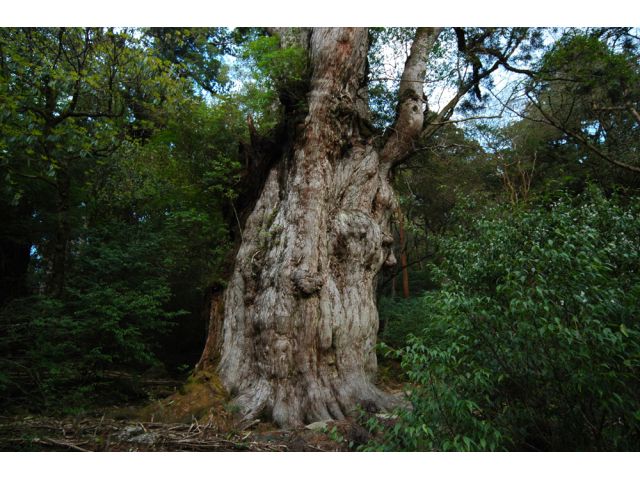 縄文杉登山 推定樹齢70歳 ガイドが屋久島の主縄文杉までご案内します 2名様以上 お一人様14 300円 清流でのコーヒーサービス特典有り 屋久島ネイチャー企画 Field じゃらん遊び体験 縄文杉登山 推定樹齢70歳 ガイドが屋久島の主縄文杉までご案内します 2名様以上 お一人様14 300円 清流でのコーヒーサービス特典有り 屋久島ネイチャー企画 Field じゃらん遊び体験