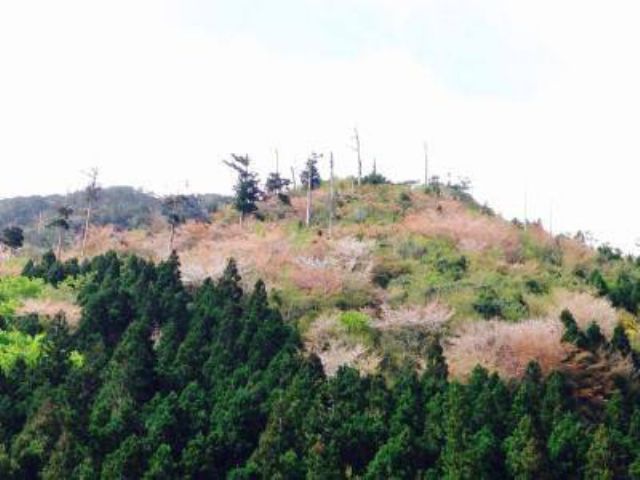 春には山桜が見られます