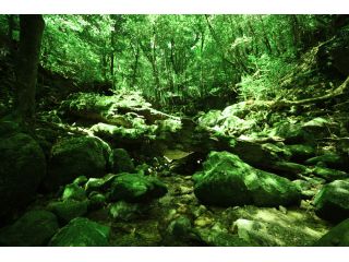 まるでおとぎの世界、原生林歩道