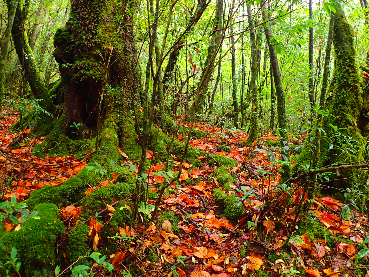 �H�̔��J�_����