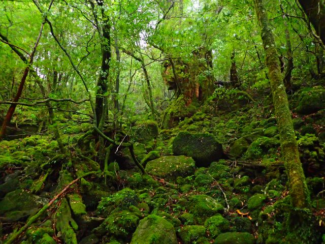 苔の世界