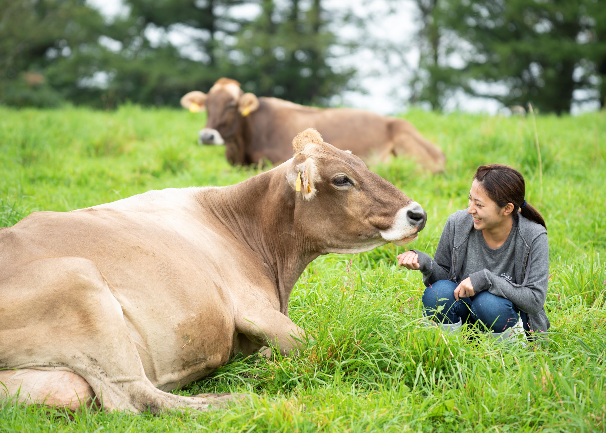 放牧地の牛たちの世界をのぞき見ツアー!!選べるアイス付き♪