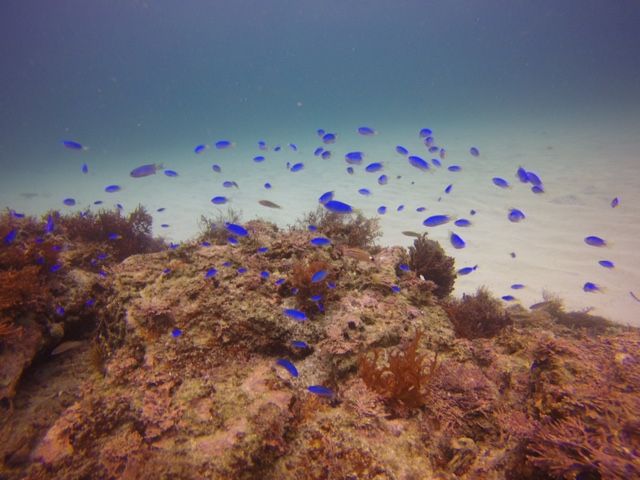 夏は 青い魚もいっぱい。。。 伊豆なのに?? 沖縄みたい( ´艸`)