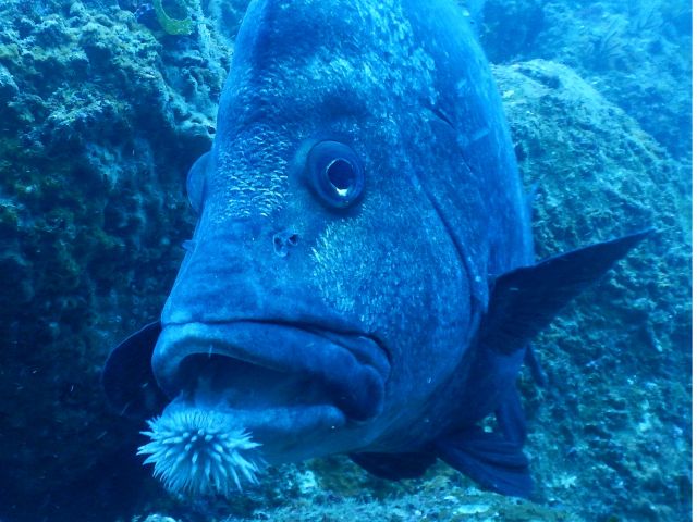 魚なのに 髭生えてる??