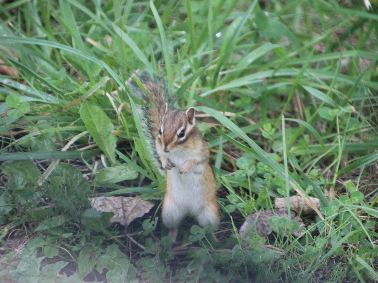 Ȃ킢炵g߂Ɋ鎩RLȂƂł