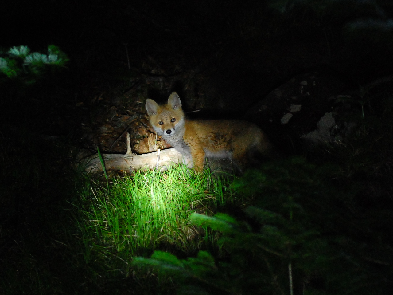 どうみん割でお得に夜の野生動物たちの姿を探しに行きましょう!