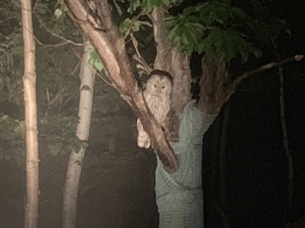 こちらを見つめる夜のハンター、エゾフクロウ。耳を澄ましてみると彼らの声が聞こえるかも?
