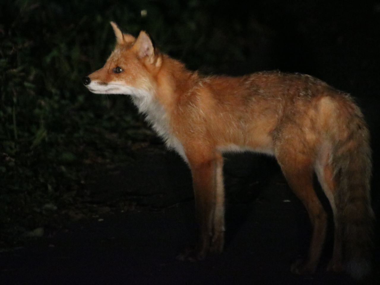 ハンターの目つきをしたキタキツネ。運が良ければ狩りのシーンを見られる事も。