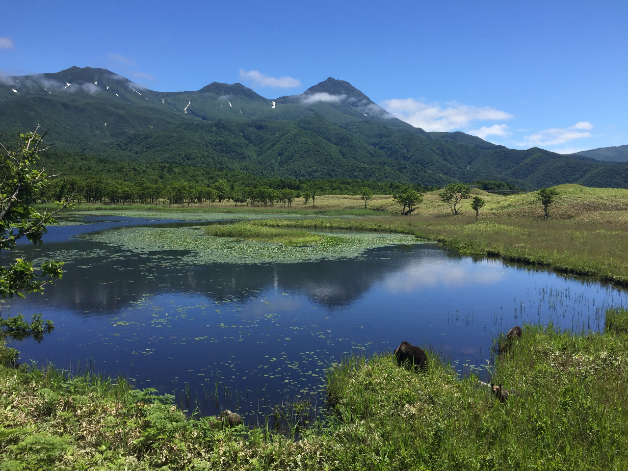 知床連山とヒグマの親子。高架木道の上なので安心!